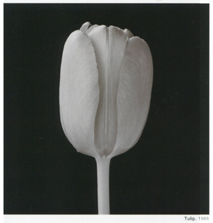 Herbert MuschampTulips 1988